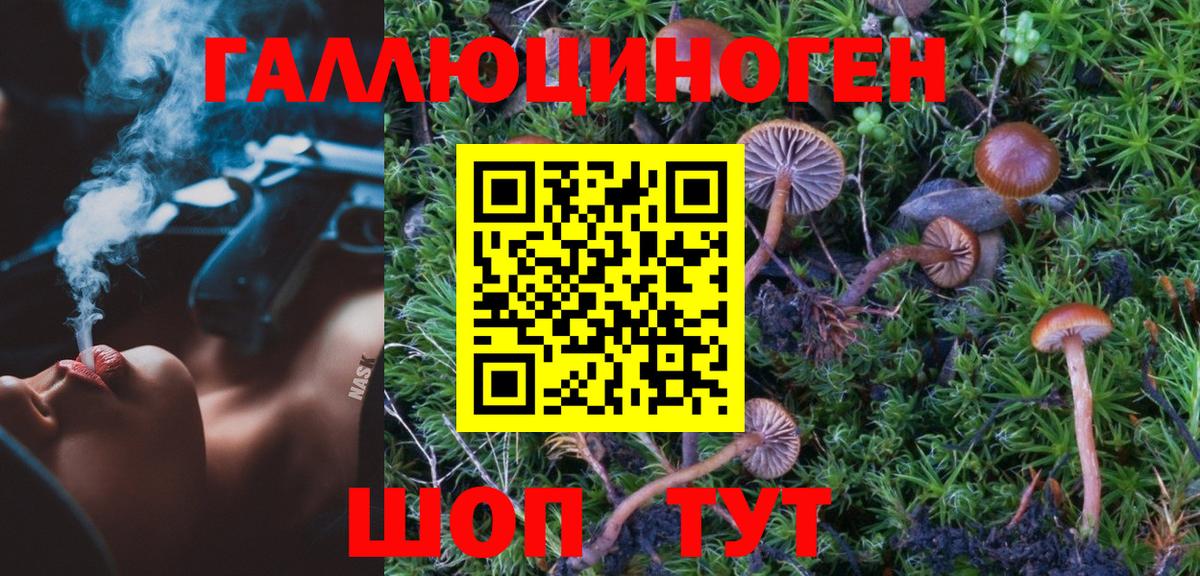 Галлюциногенные грибы Psilocybe Псков